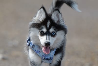 Eden- F3 Pomsky image