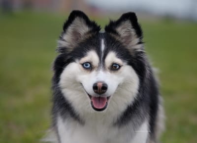 Willow- F3 Pomsky image