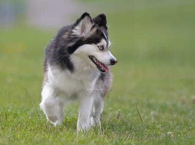Willow- F3 Pomsky image