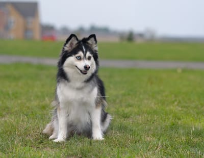 Willow- F3 Pomsky image