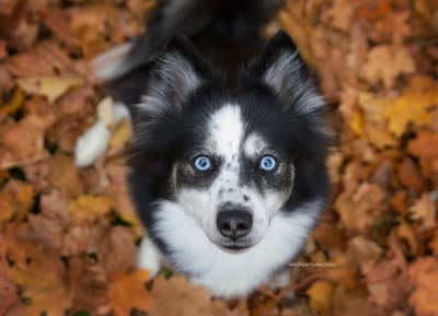 Raven- F3 Pomsky image