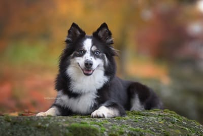 Raven- F3 Pomsky image