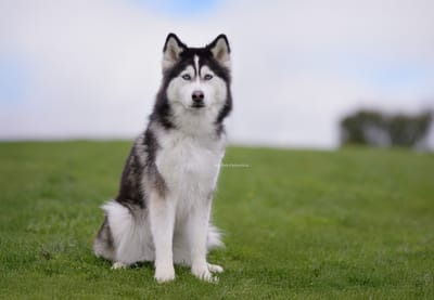 Astra- Husky cross image