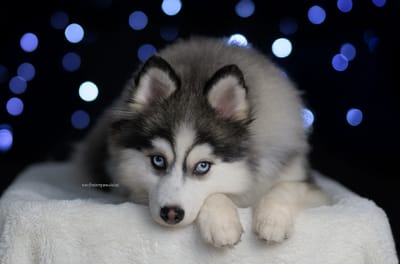 Enzo- F3 Pomsky image