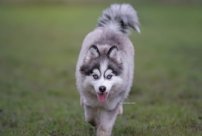 Enzo- F3 Pomsky image