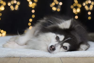 Drake- Rare blue/white F2 Pomsky image