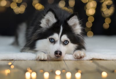 Alaska- F3 Pomsky image