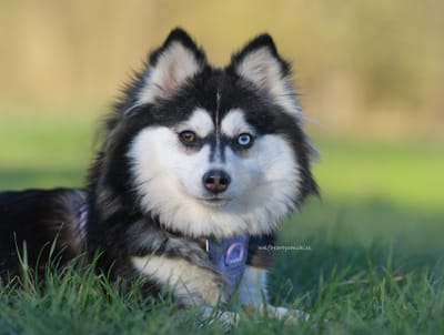 Eden- F3 Pomsky image