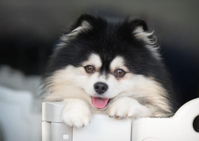 Hendrix- 4.5kg F2 Pomsky image