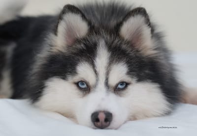 Enzo- F3 Pomsky image