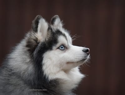 Enzo- F3 Pomsky image