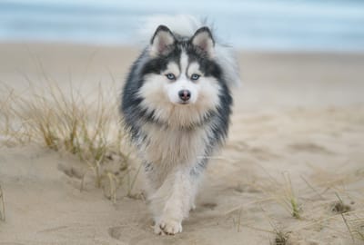 Enzo- F3 Pomsky image