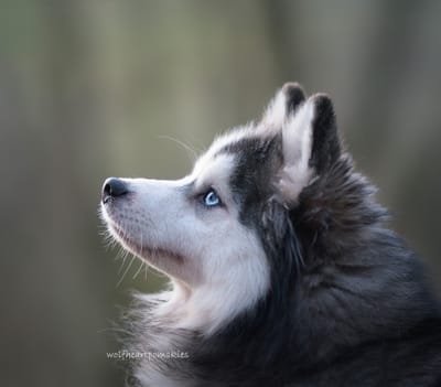 Enzo- F3 Pomsky image