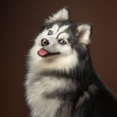 Enzo- F3 Pomsky image