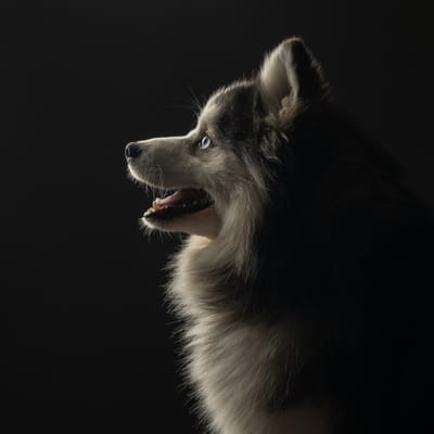 Enzo- F3 Pomsky image