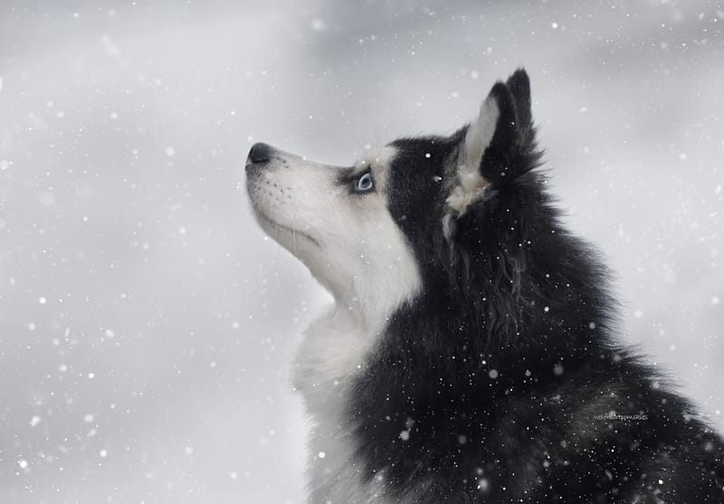 Alaska and ? Spring 2026