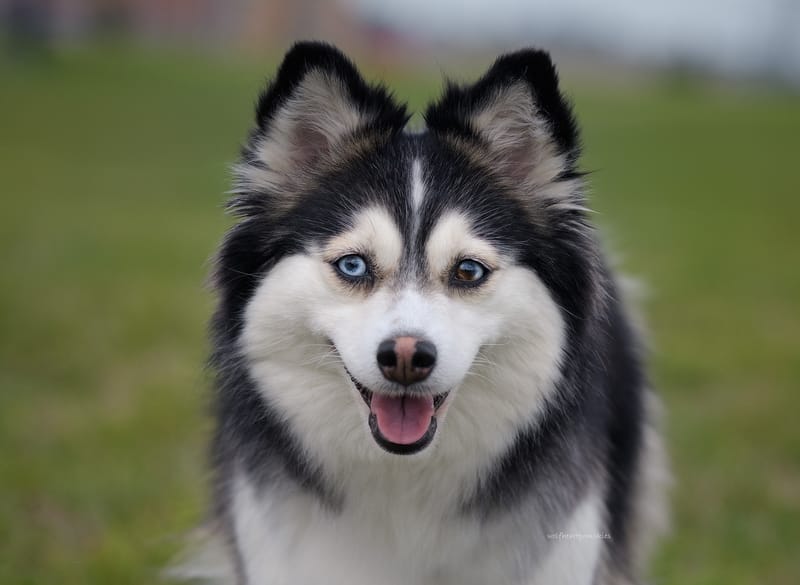 Willow