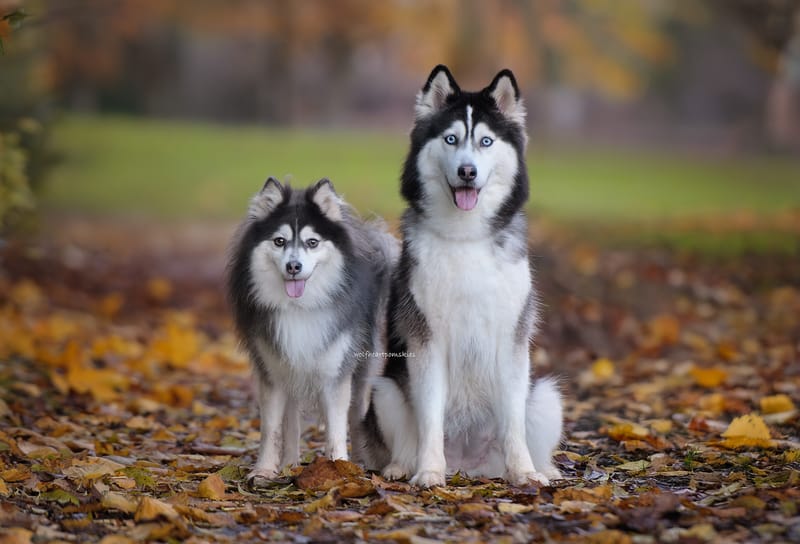 Astra and Drake, Due 22/11/2025