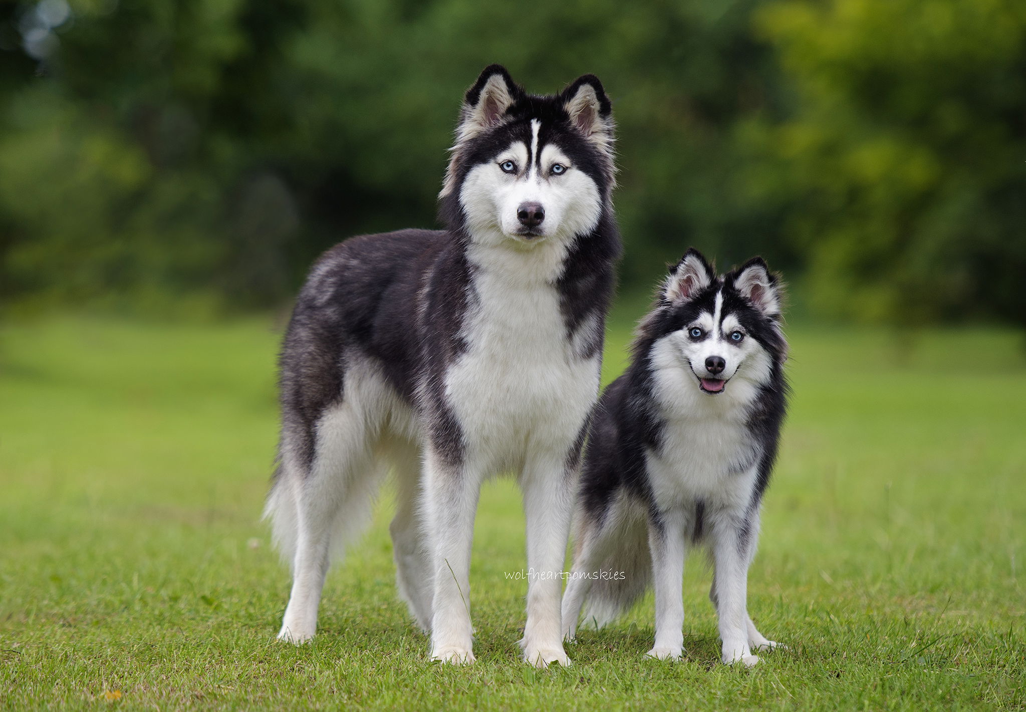 how much does a full grown pomsky weigh