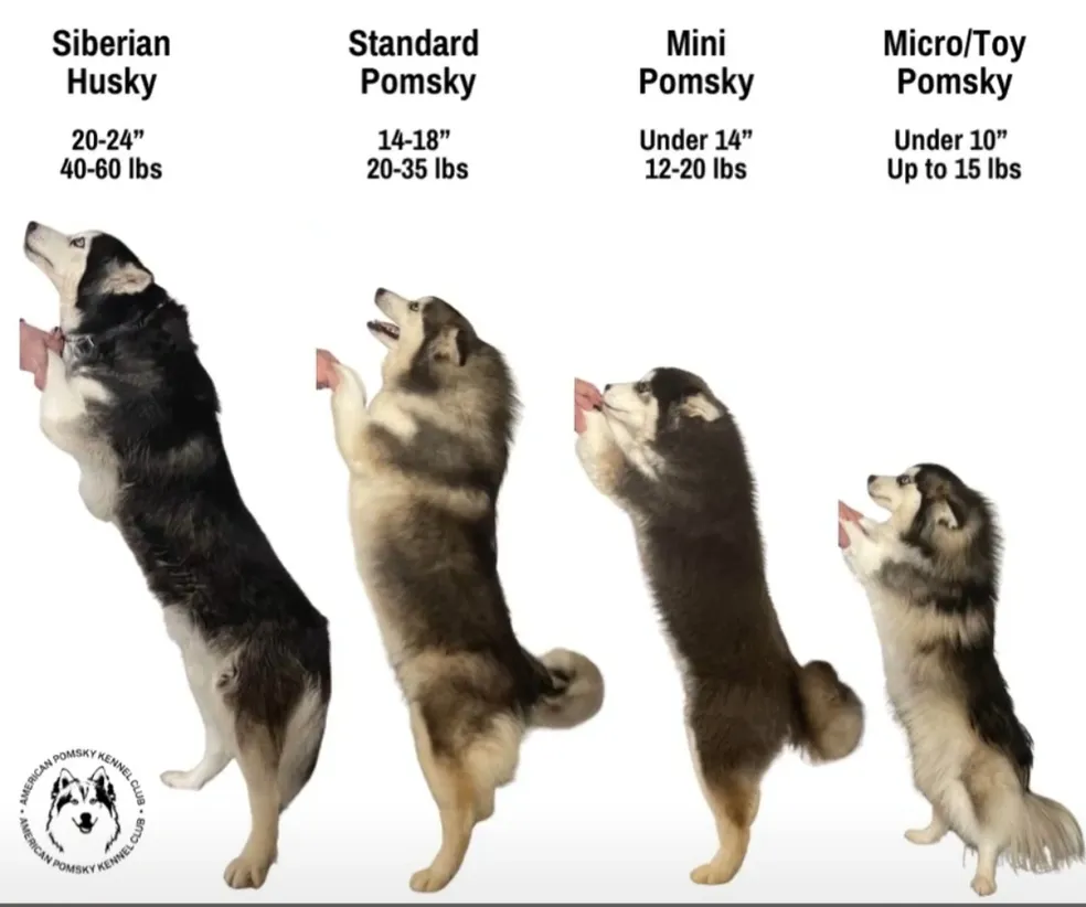 how much does a full grown pomsky weigh