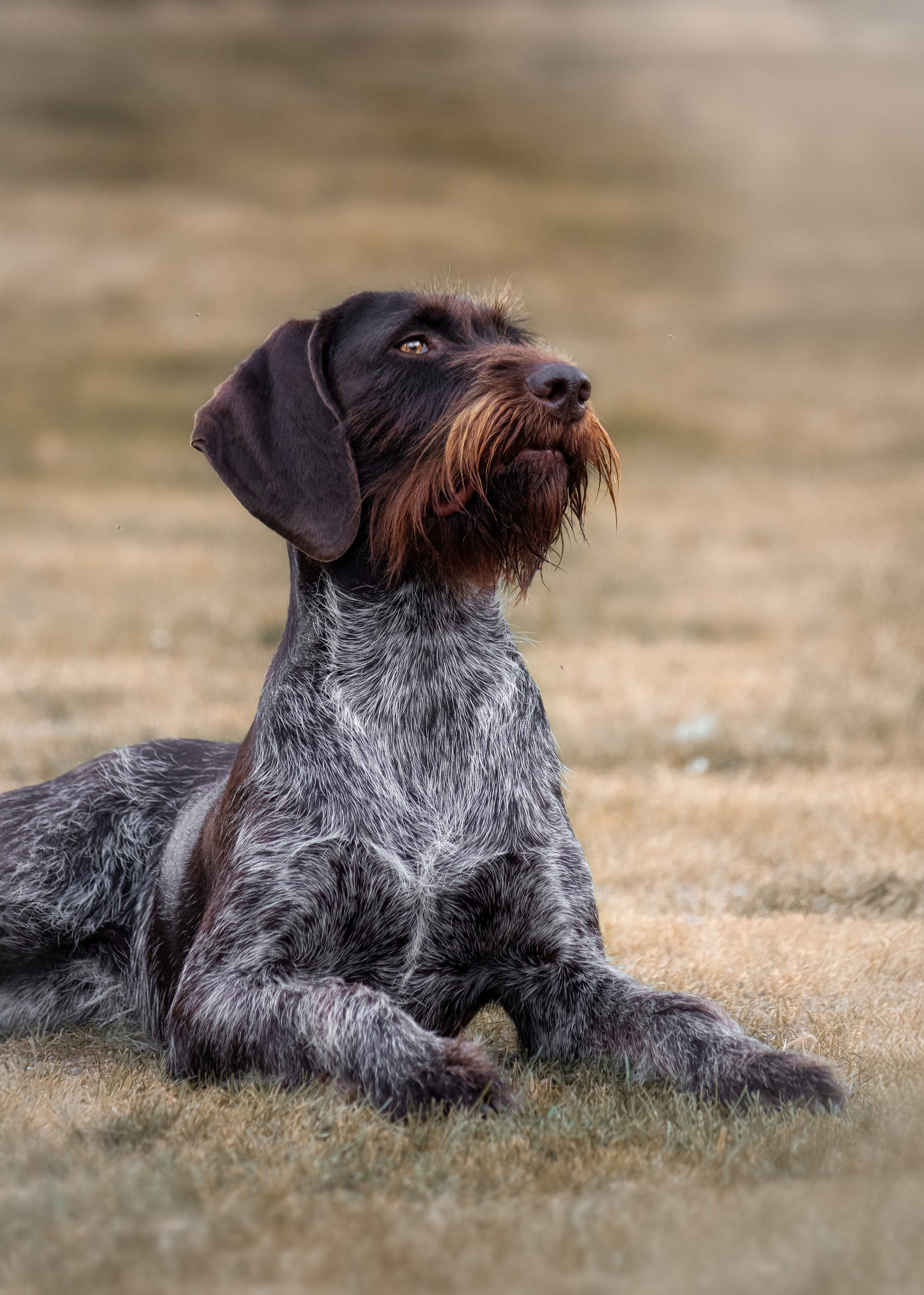 Jagdhund-Shooting