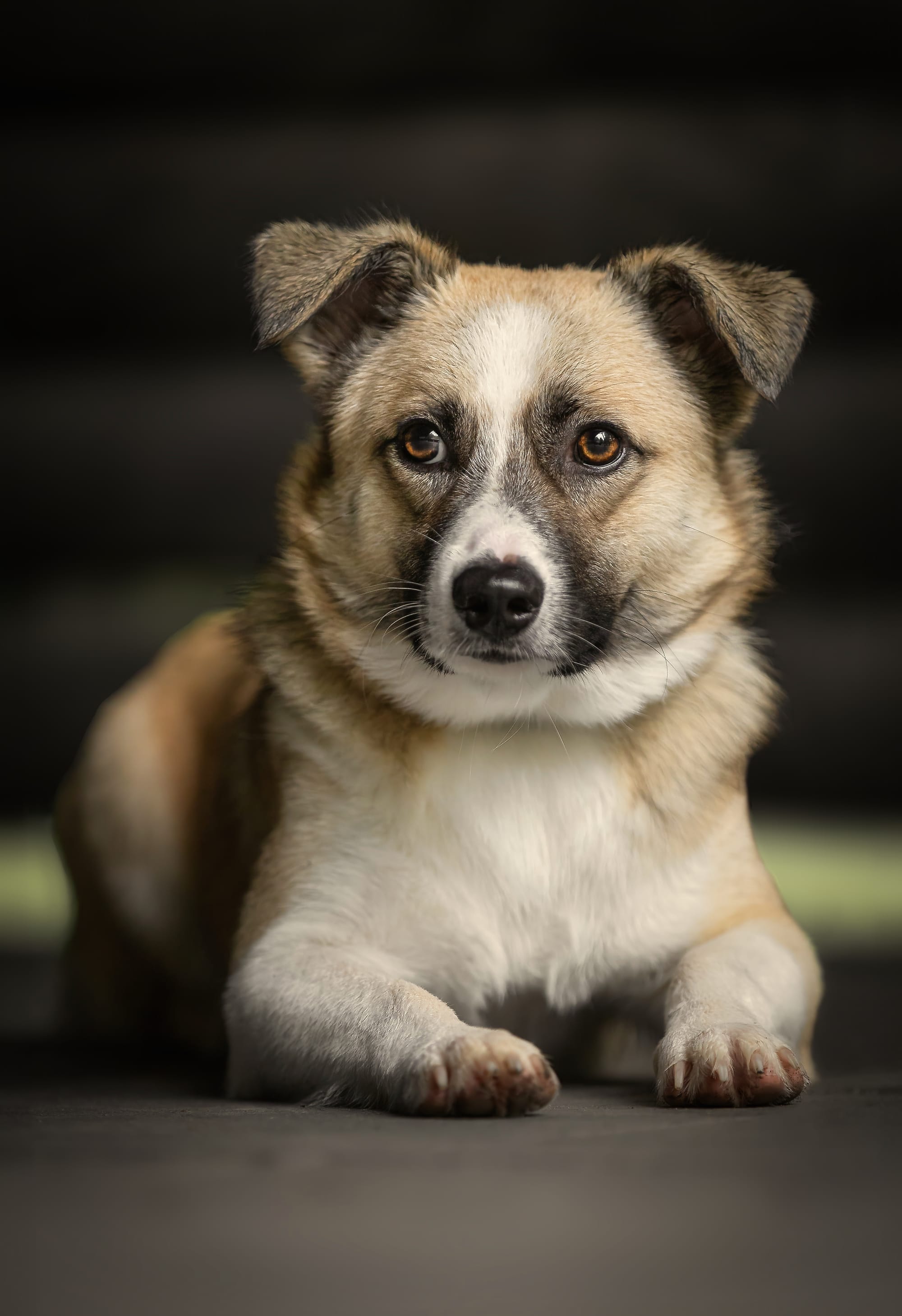 Hunde-Portrait