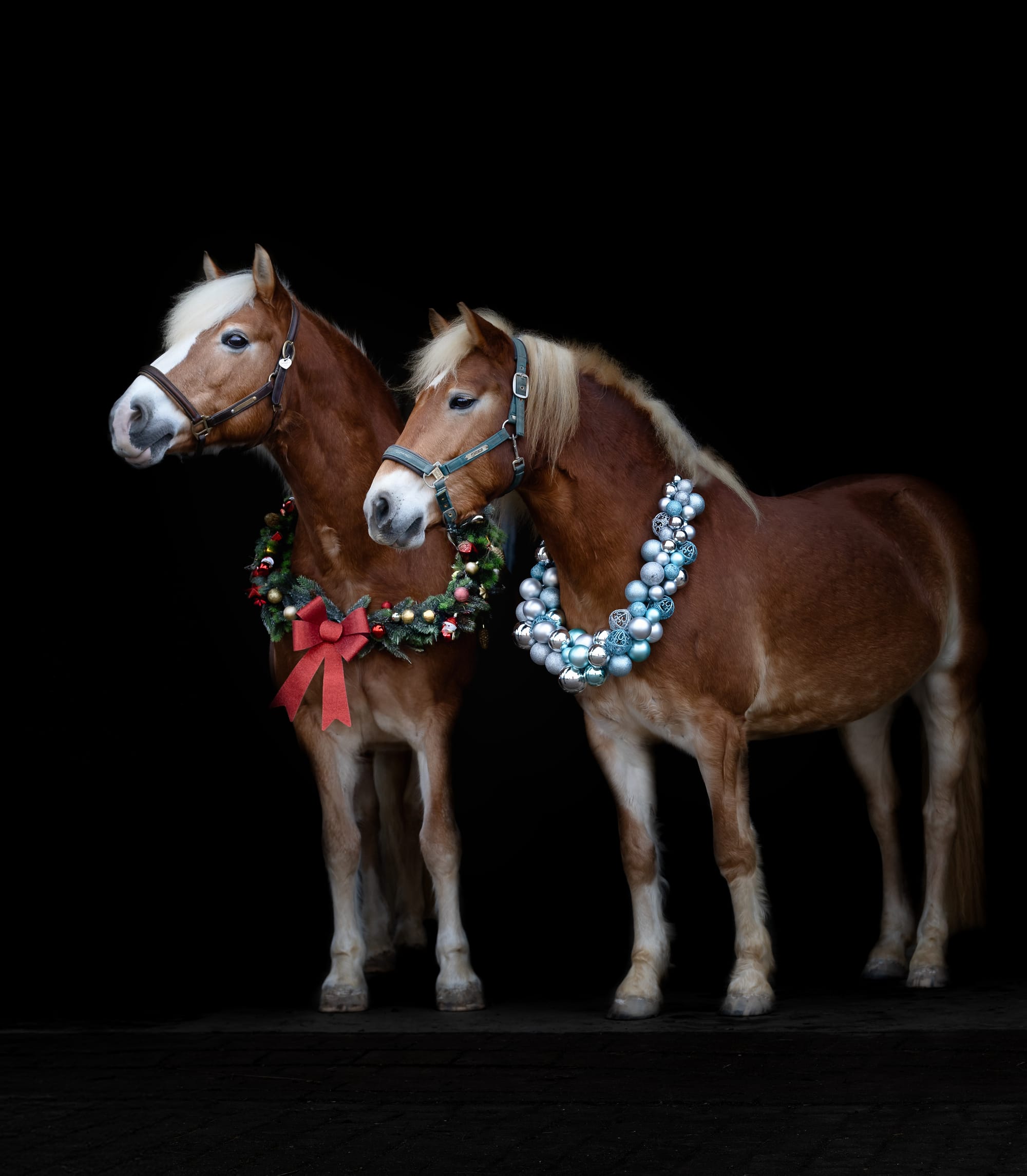 Gemeinsames Weihnachtsfotoshooting