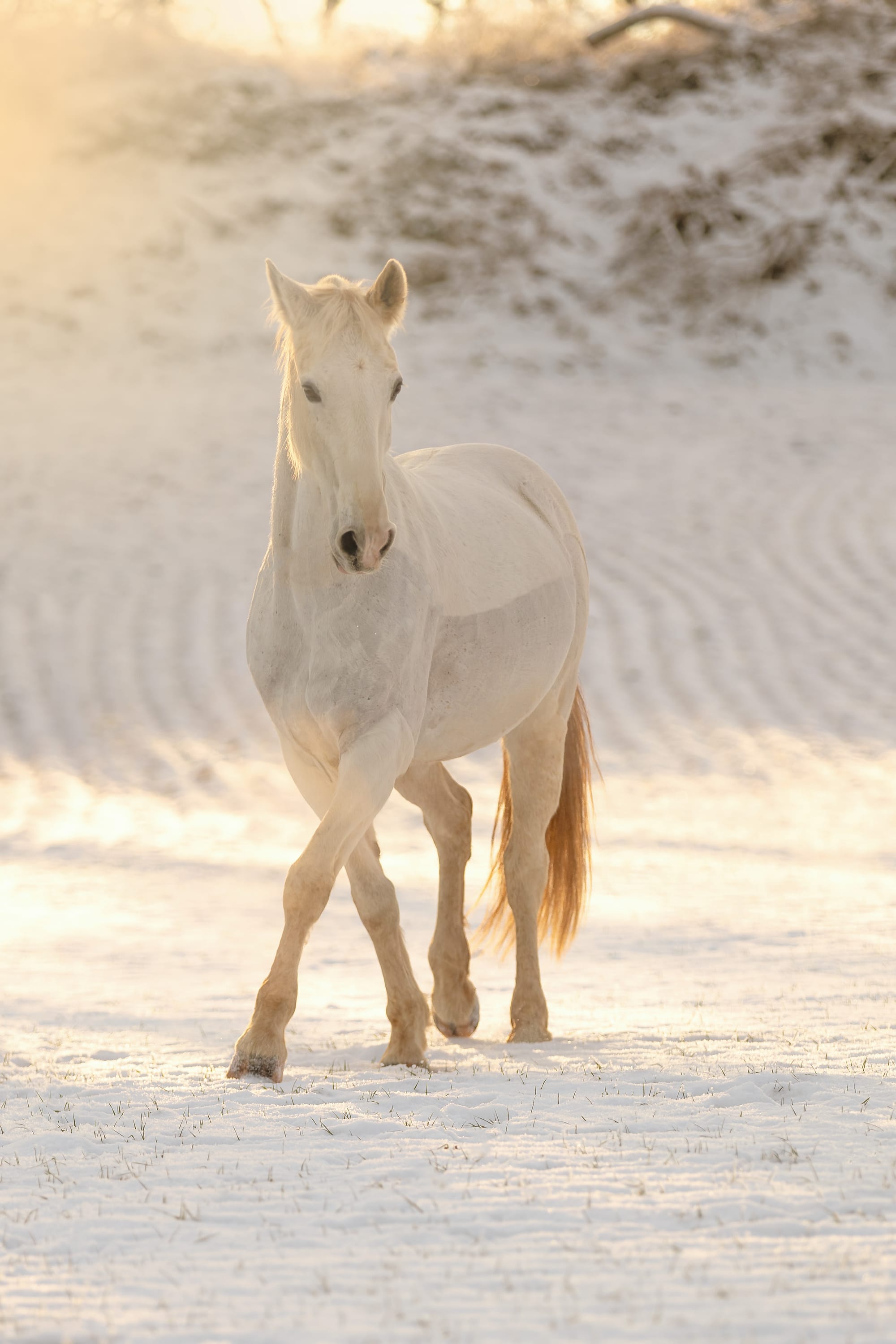Wintershooting im Schnee