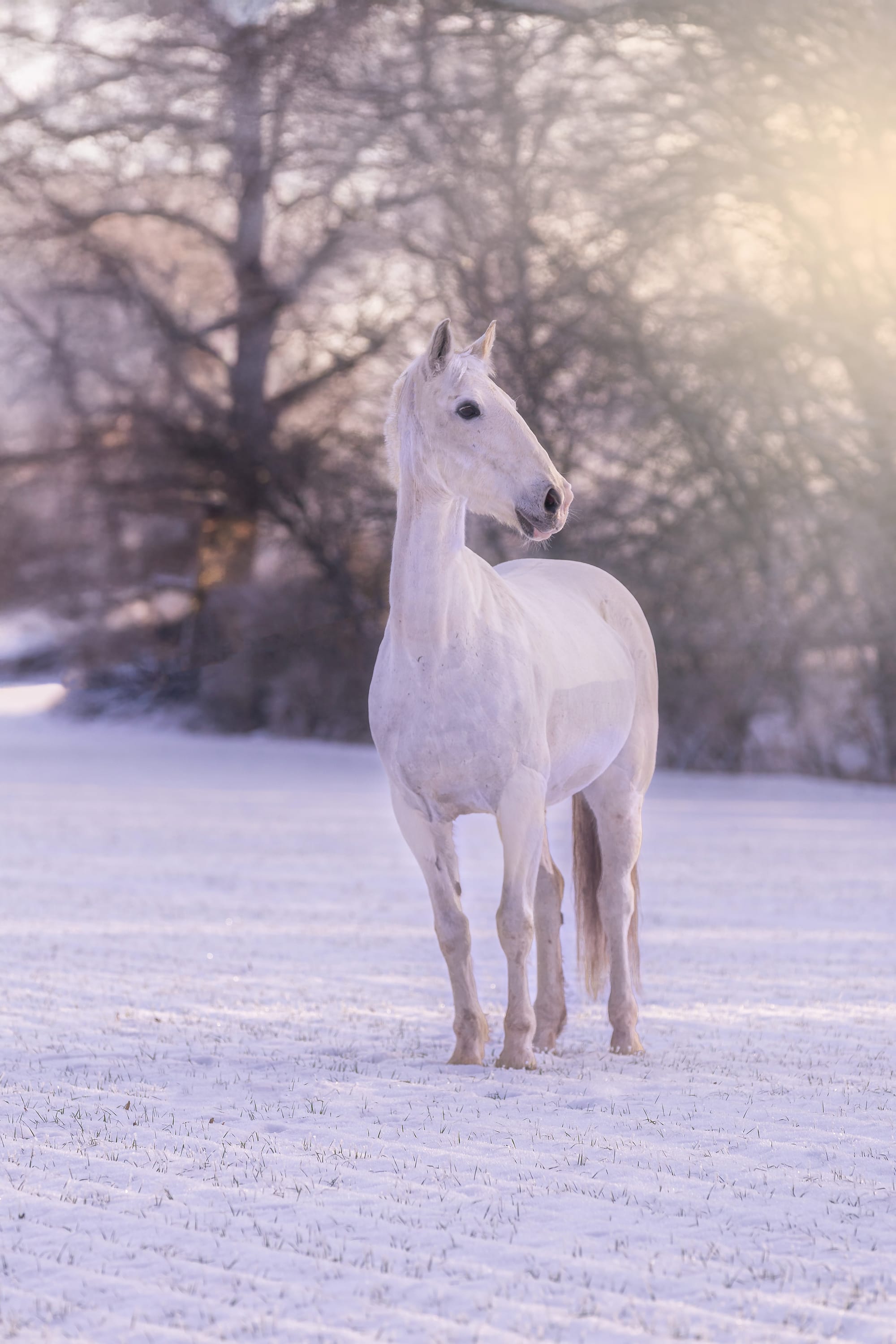 Wintershooting im Schnee