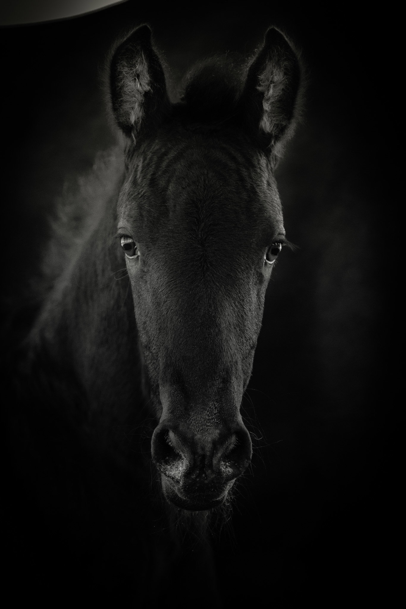 Pferdeportraits – die Seele deines Pferdes in Bildern