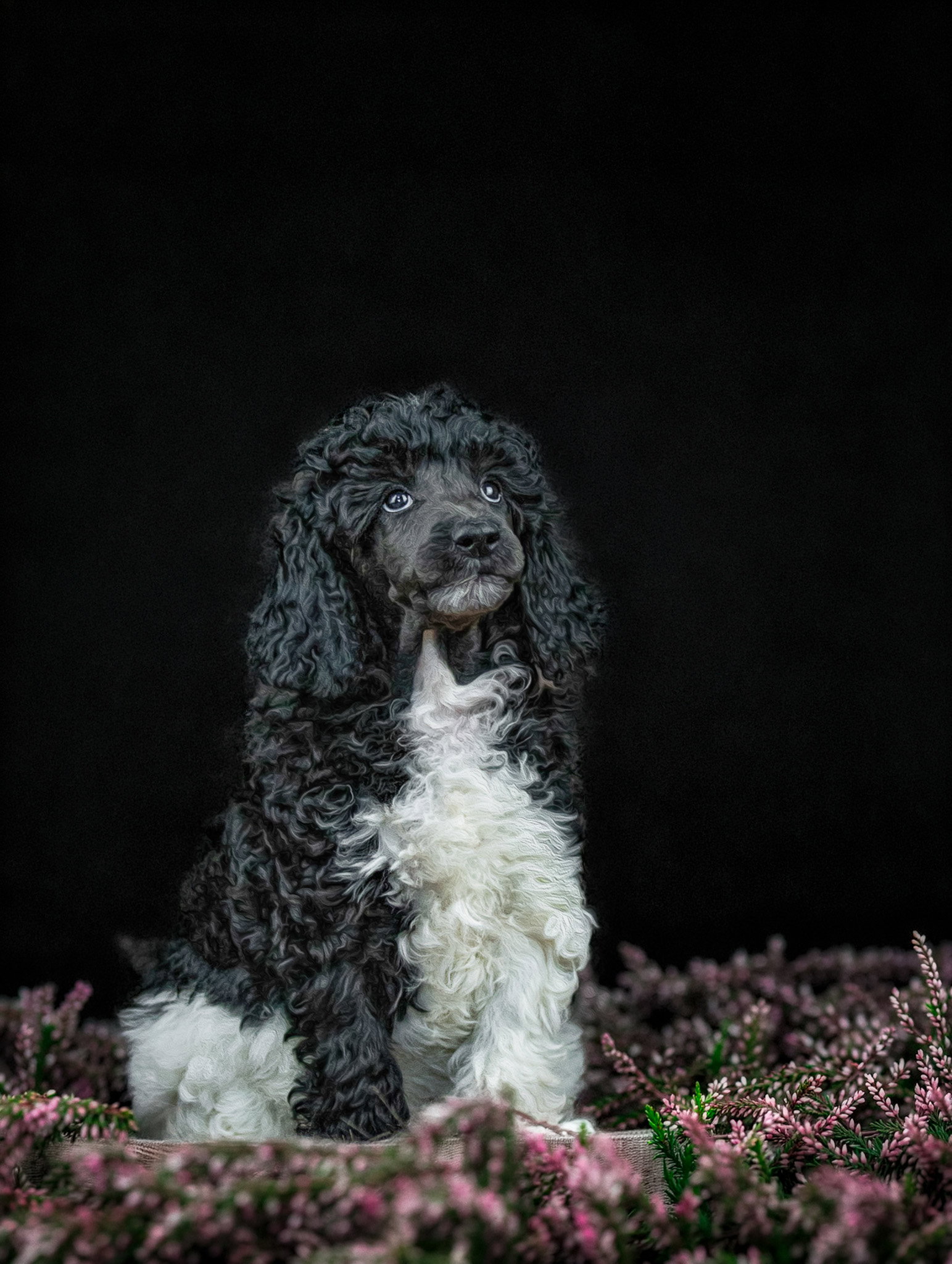 Welpen