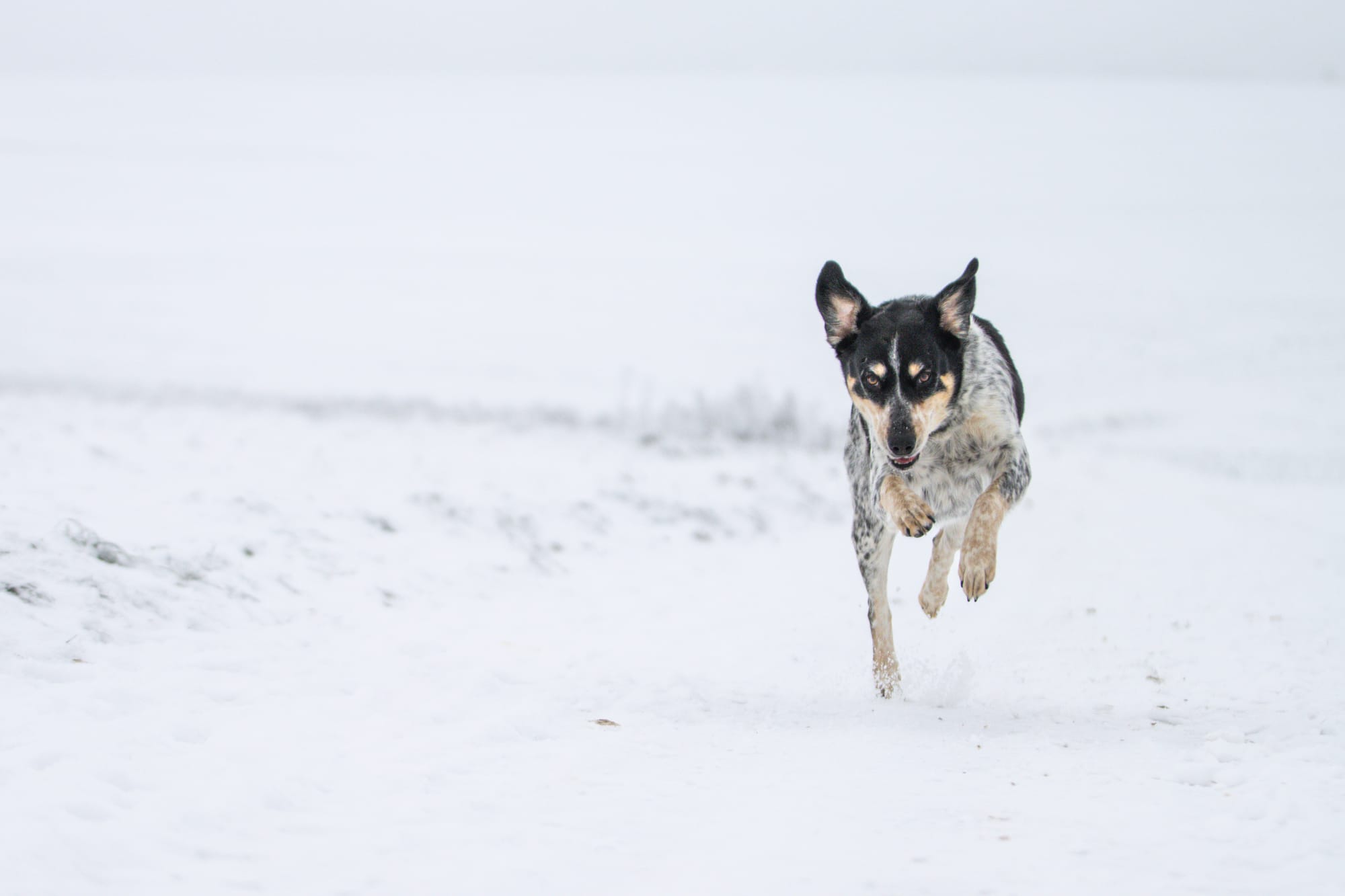 Hunde in Action