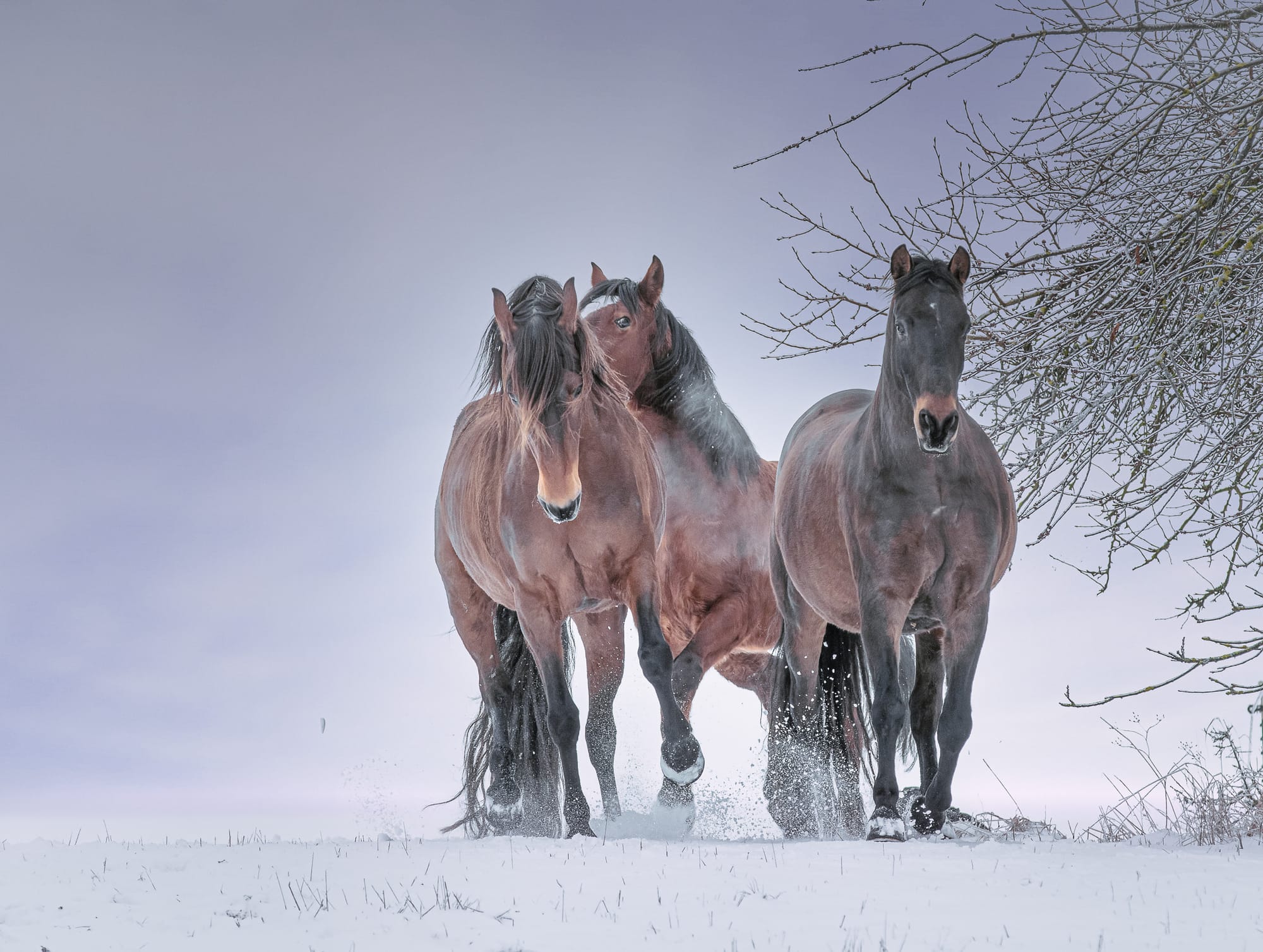 Pferdeportraits – die Seele deines Pferdes in Bildern