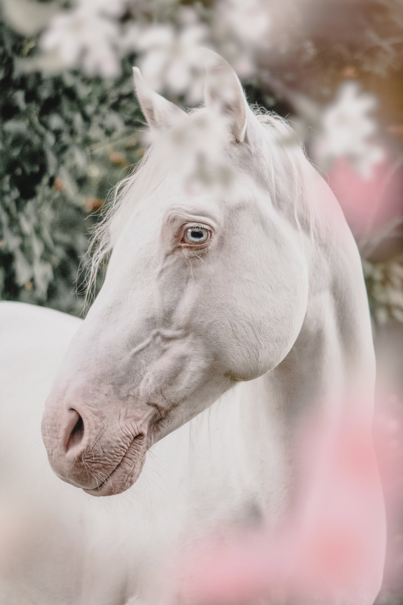 Pferdeportraits – die Seele deines Pferdes in Bildern