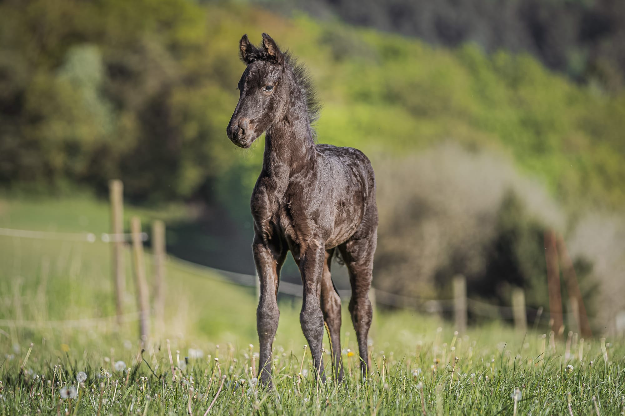 Pferdeportraits – die Seele deines Pferdes in Bildern