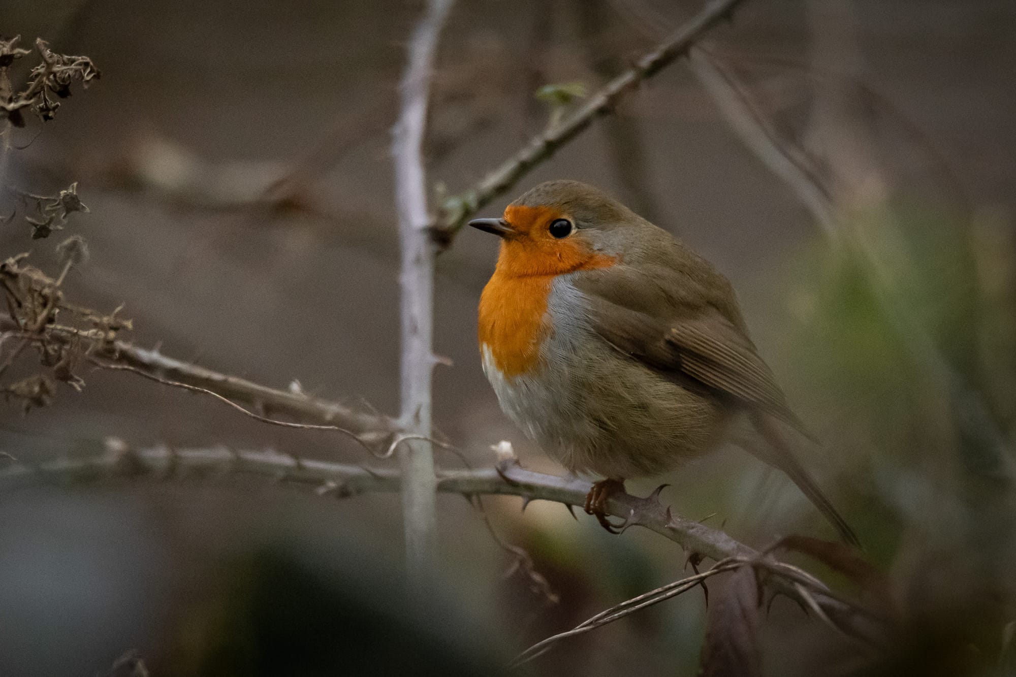 Öffne die Augen um die Wunder der Natur zu sehen!