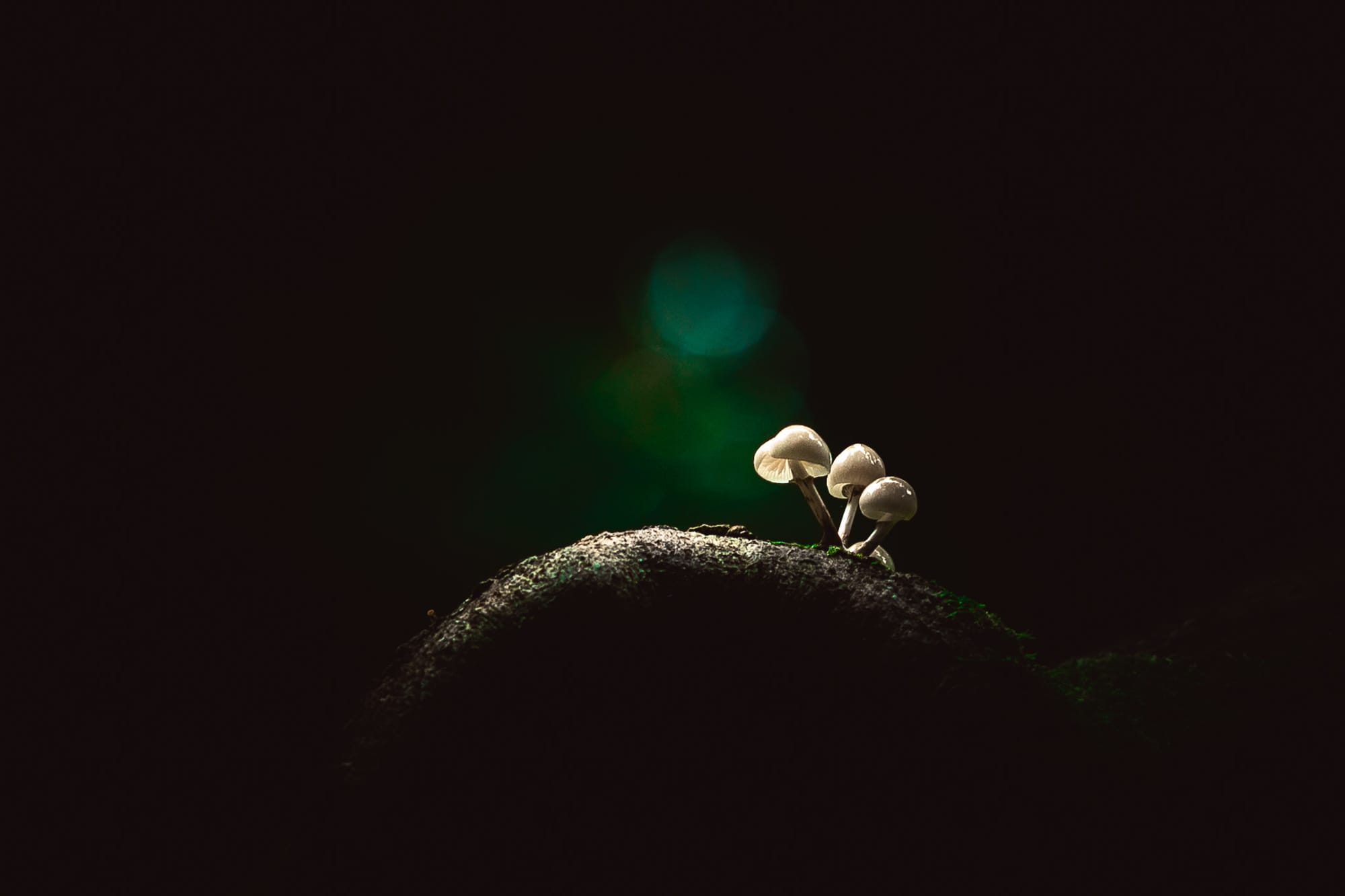 Öffne die Augen um die Wunder der Natur zu sehen!