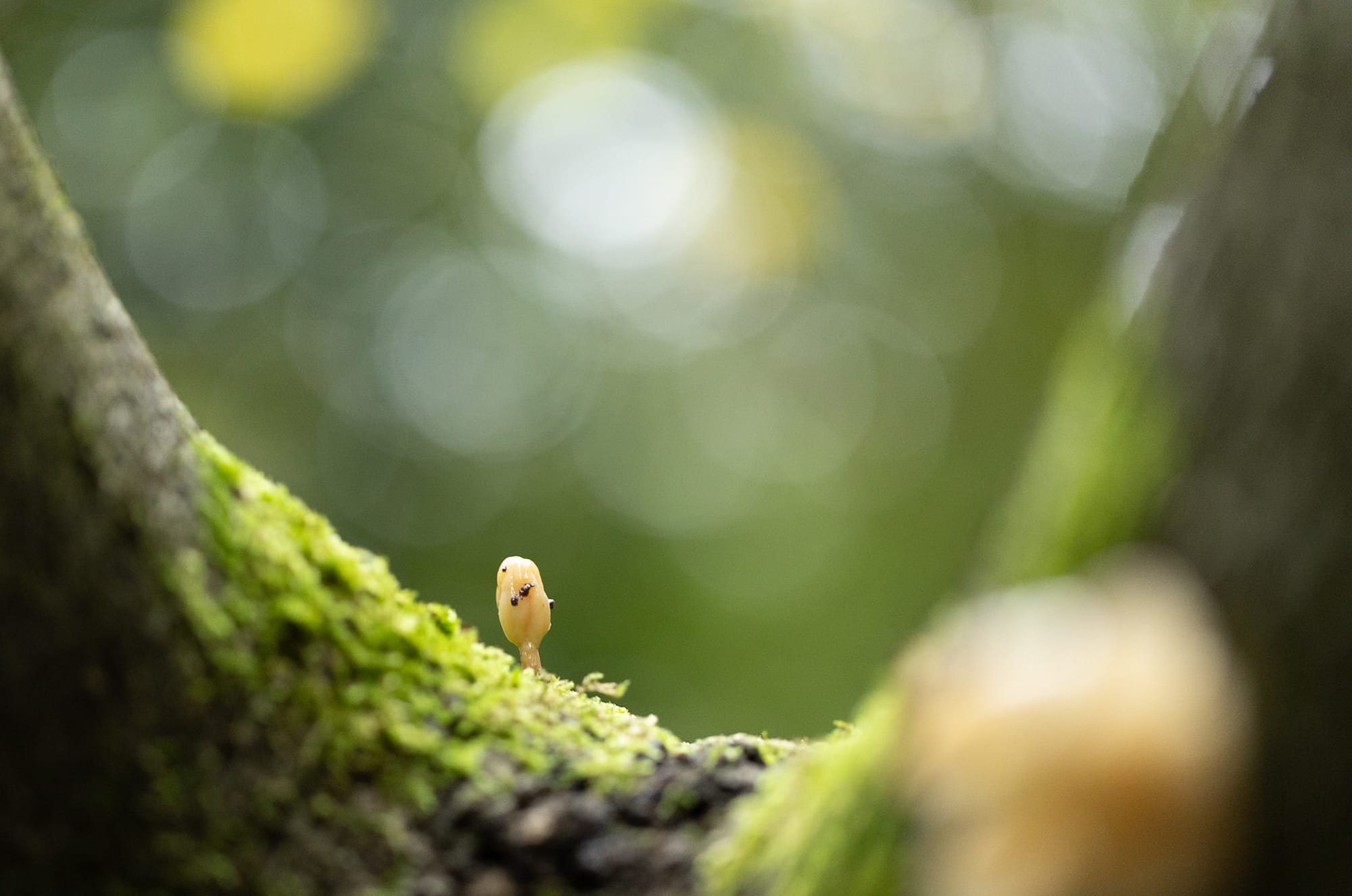 Öffne die Augen um die Wunder der Natur zu sehen!