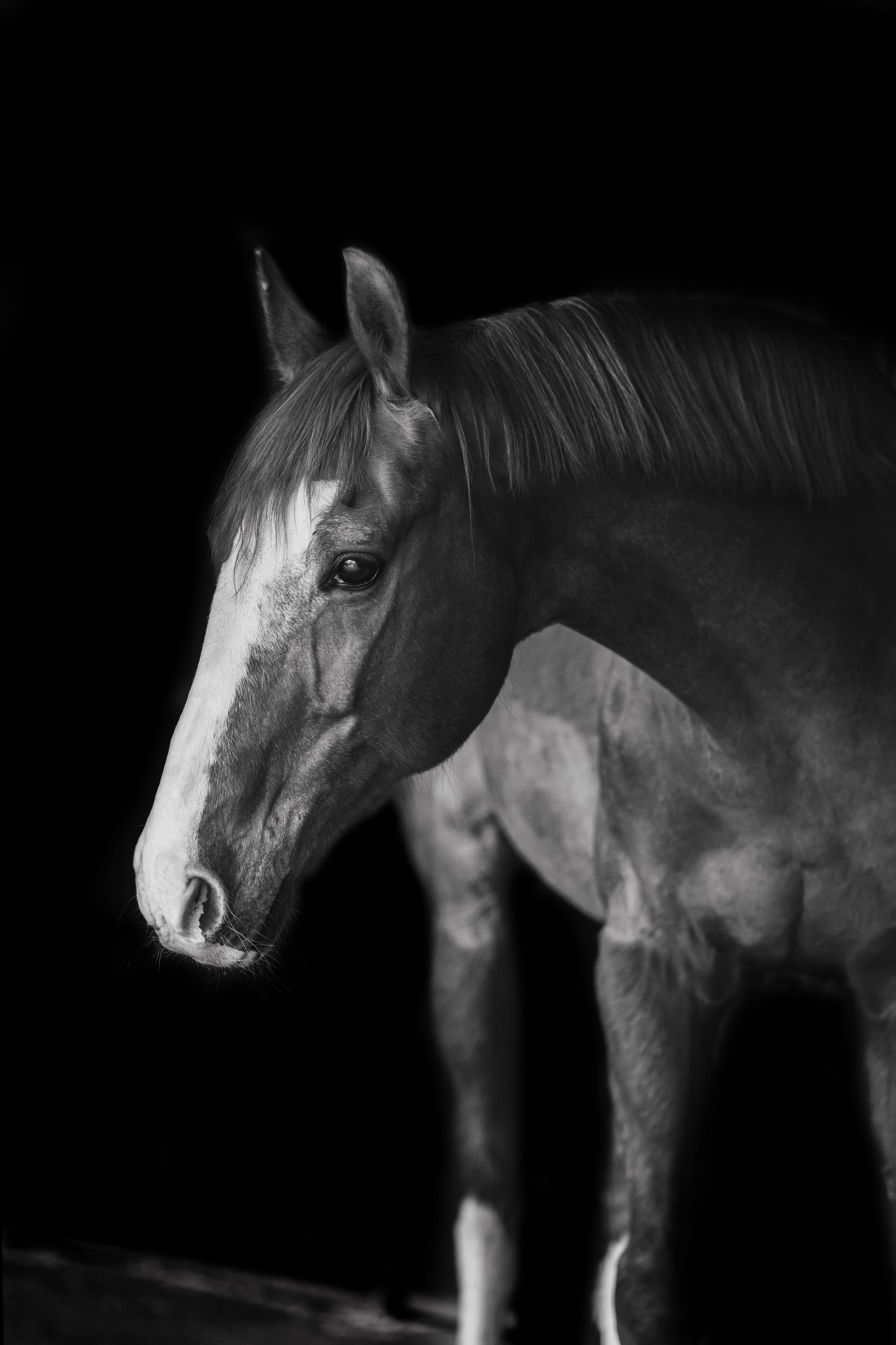 Pferdeportraits – die Seele deines Pferdes in Bildern