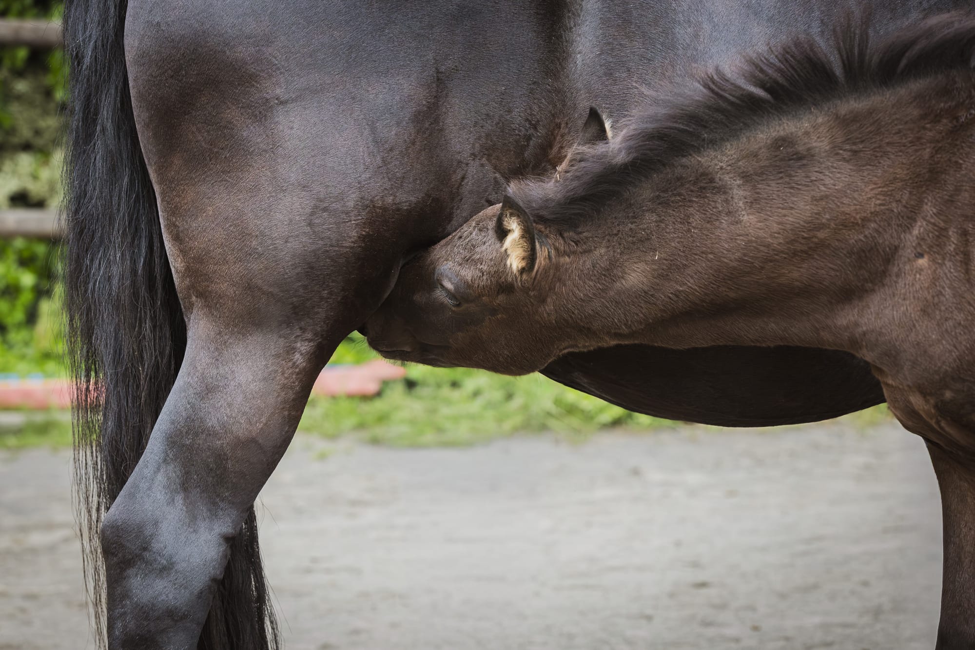 Fohlen Shooting – Weil sie nur einmal so klein sind