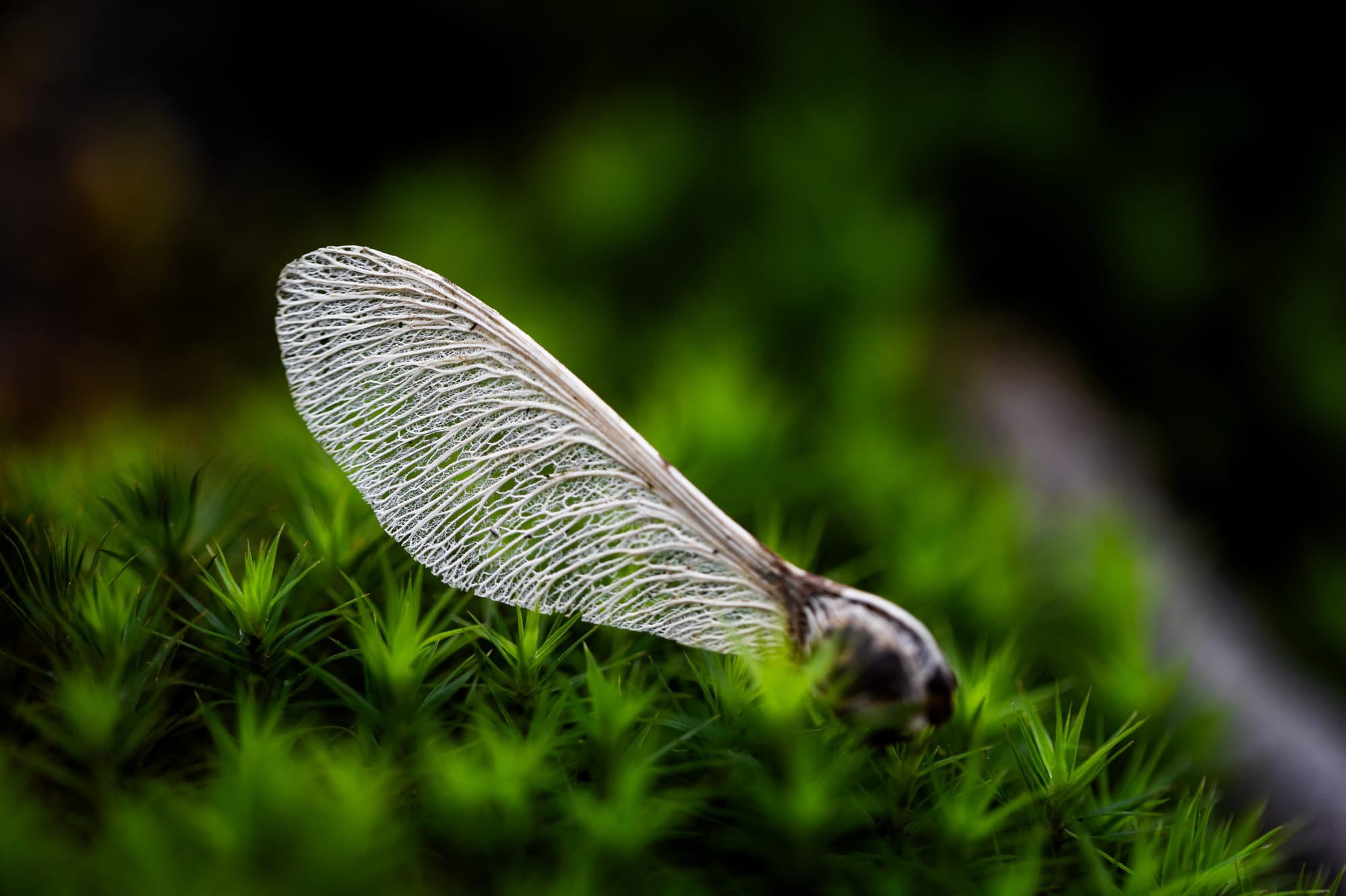 Öffne die Augen um die Wunder der Natur zu sehen!