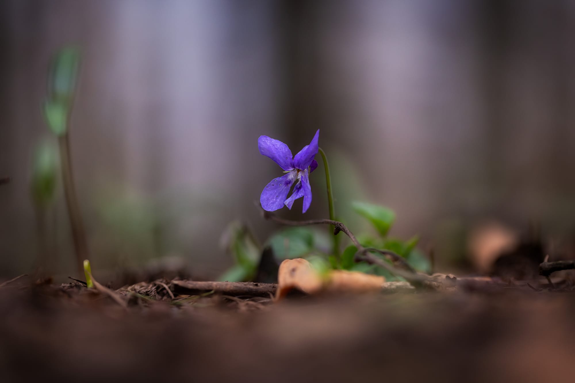 Öffne die Augen um die Wunder der Natur zu sehen!