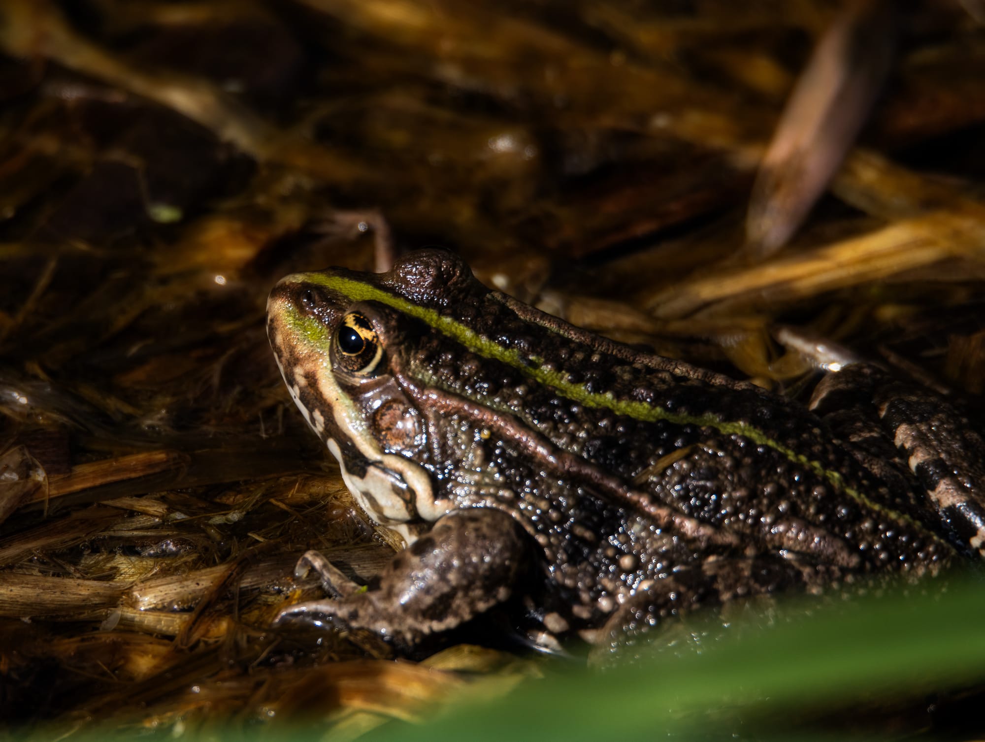 Öffne die Augen um die Wunder der Natur zu sehen!