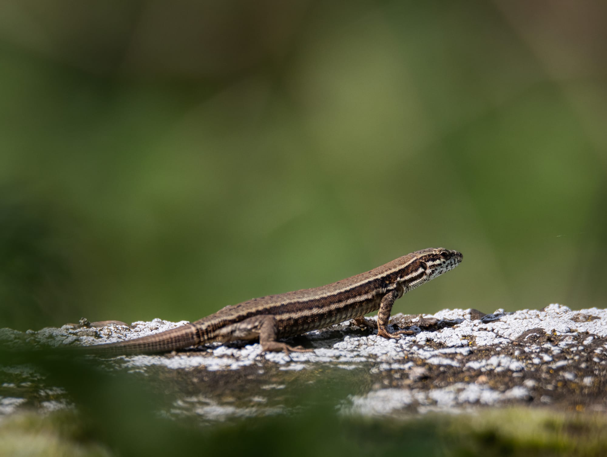 Öffne die Augen um die Wunder der Natur zu sehen!