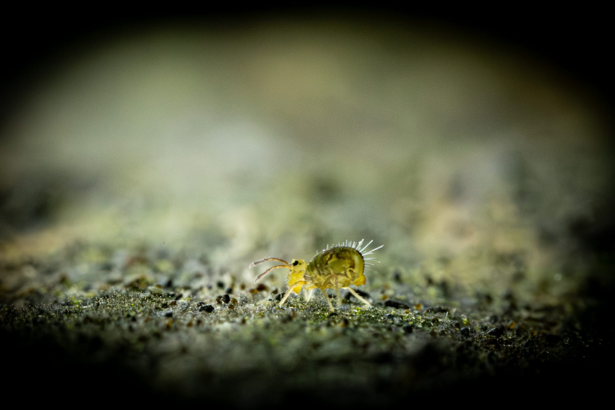 Öffne die Augen um die Wunder der Natur zu sehen!