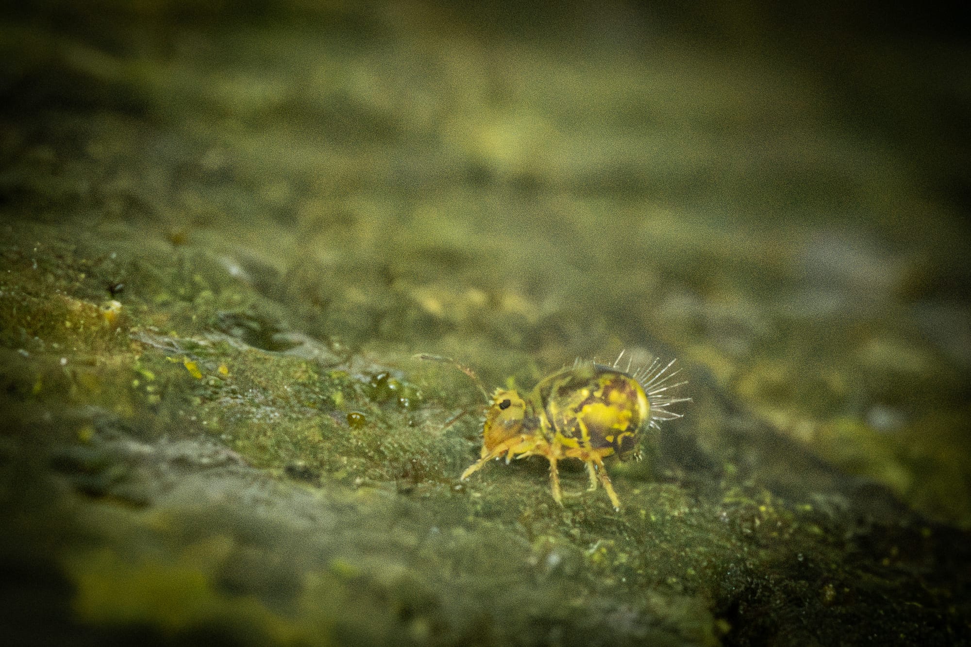 Öffne die Augen um die Wunder der Natur zu sehen!