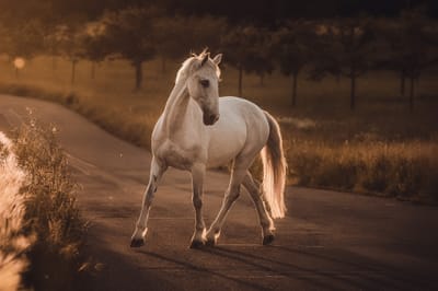 Die Magie der Goldenen Stunde – Warum ich als Fotografin so gerne zum Sonnenuntergang fotografiere