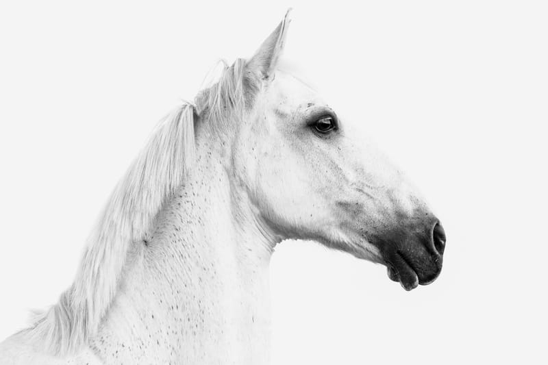 Pferdeportraits – die Seele deines Pferdes in Bildern