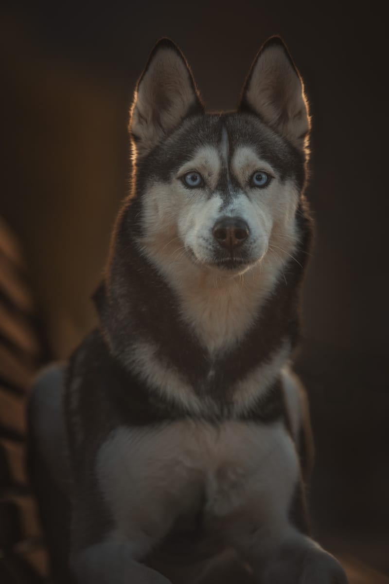 Portraits