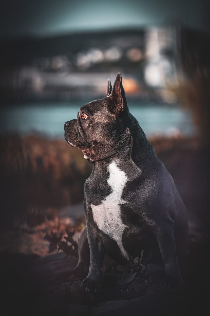 Portraits